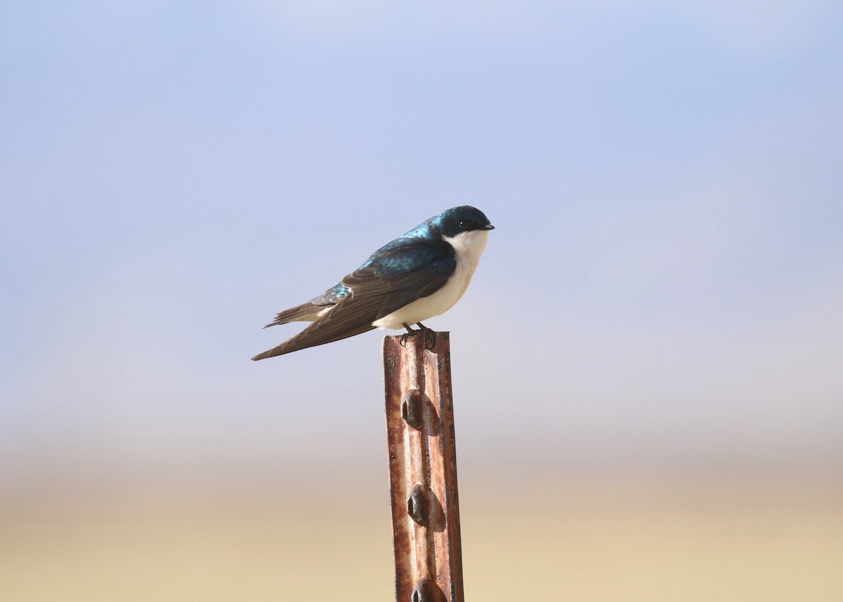 Golondrina Bicolor - ML403930501