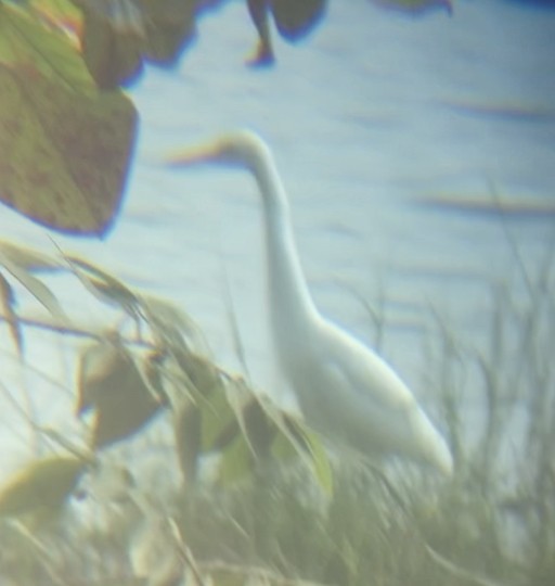 Medium Egret - ML403930561