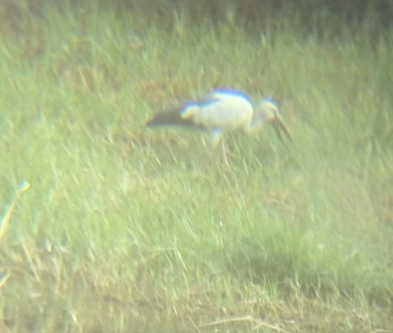 Asian Openbill - Arnav Mathur