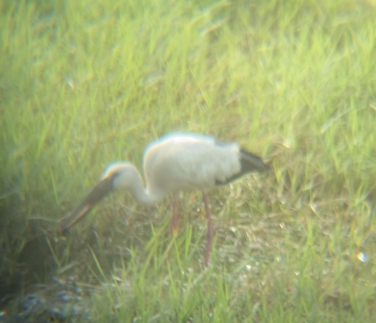 Asian Openbill - ML403930621