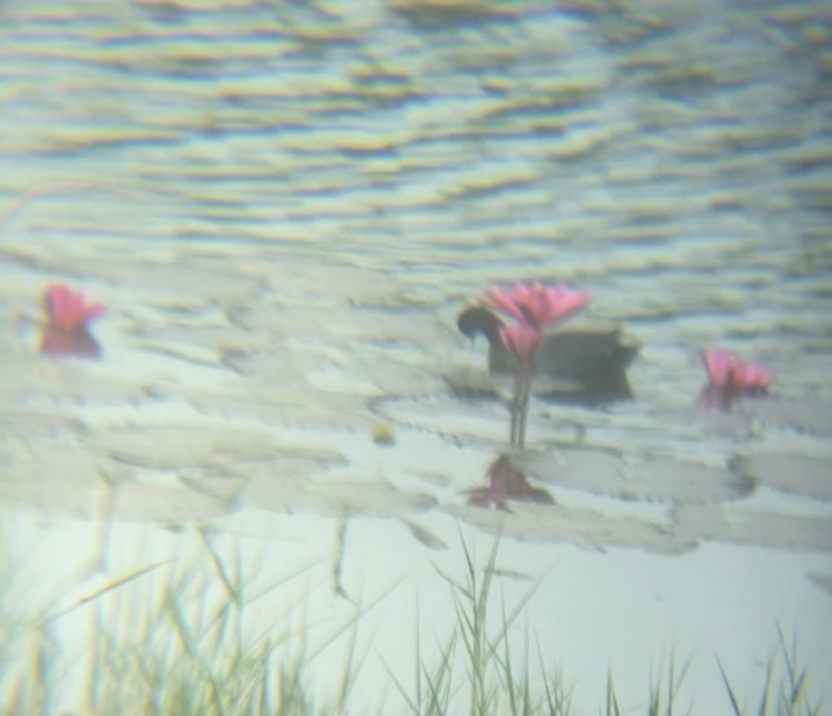 Eurasian Coot - ML403930641