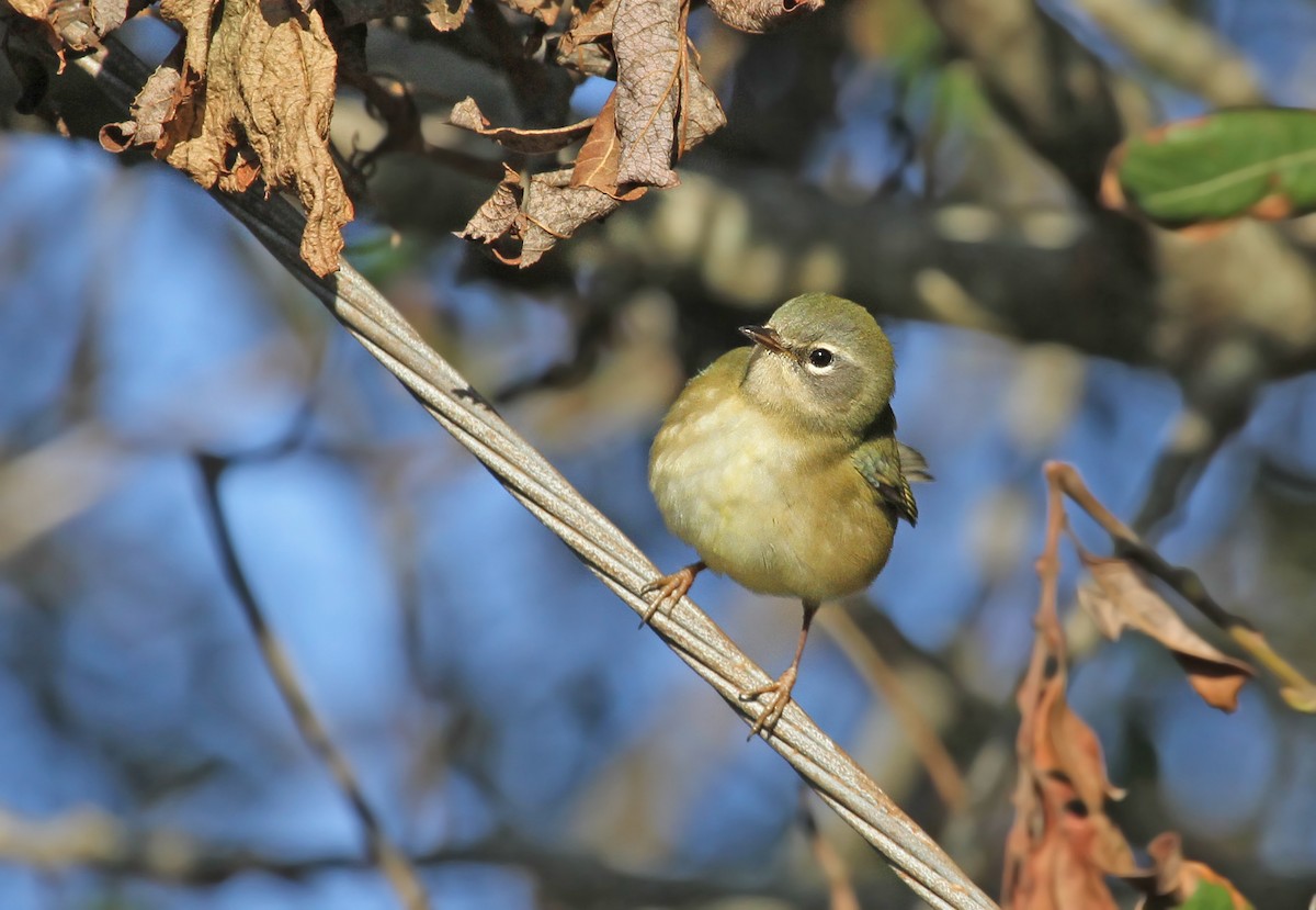 Black-throated Blue Warbler - Ryan Schain