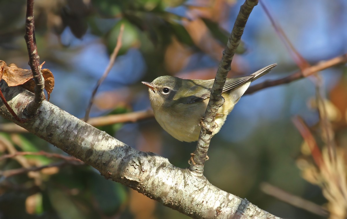 Black-throated Blue Warbler - ML40393171