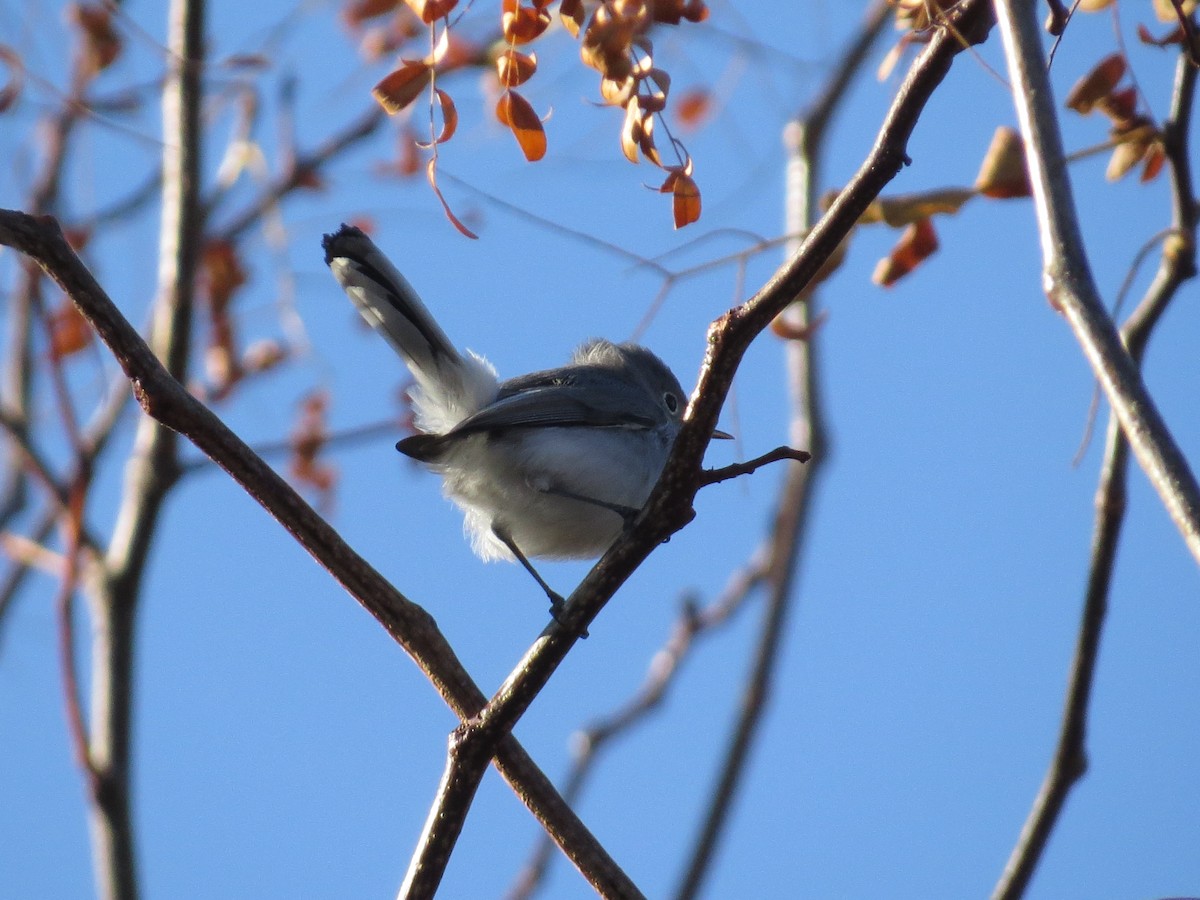 Gobemoucheron gris-bleu - ML40393241
