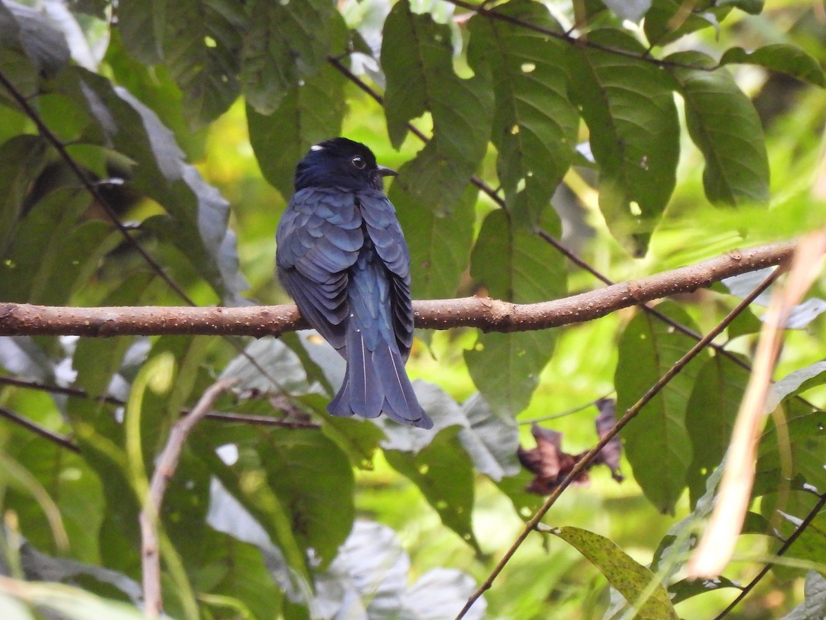 Cuclillo Drongo Colitruncado - ML403933841