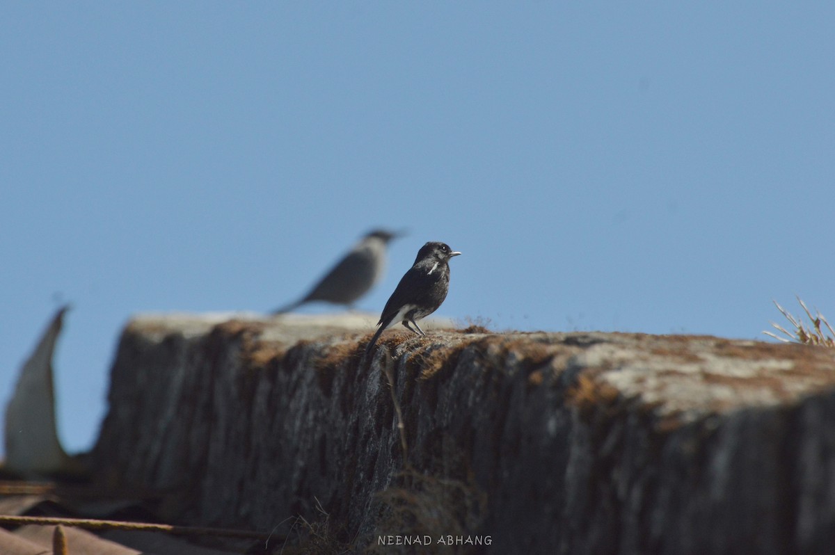 Pied Bushchat - ML403935511