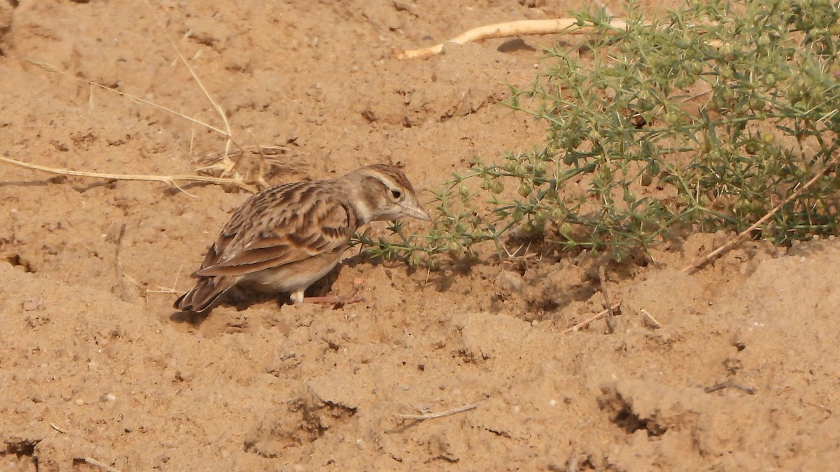 ニシヒメコウテンシ - ML403936621