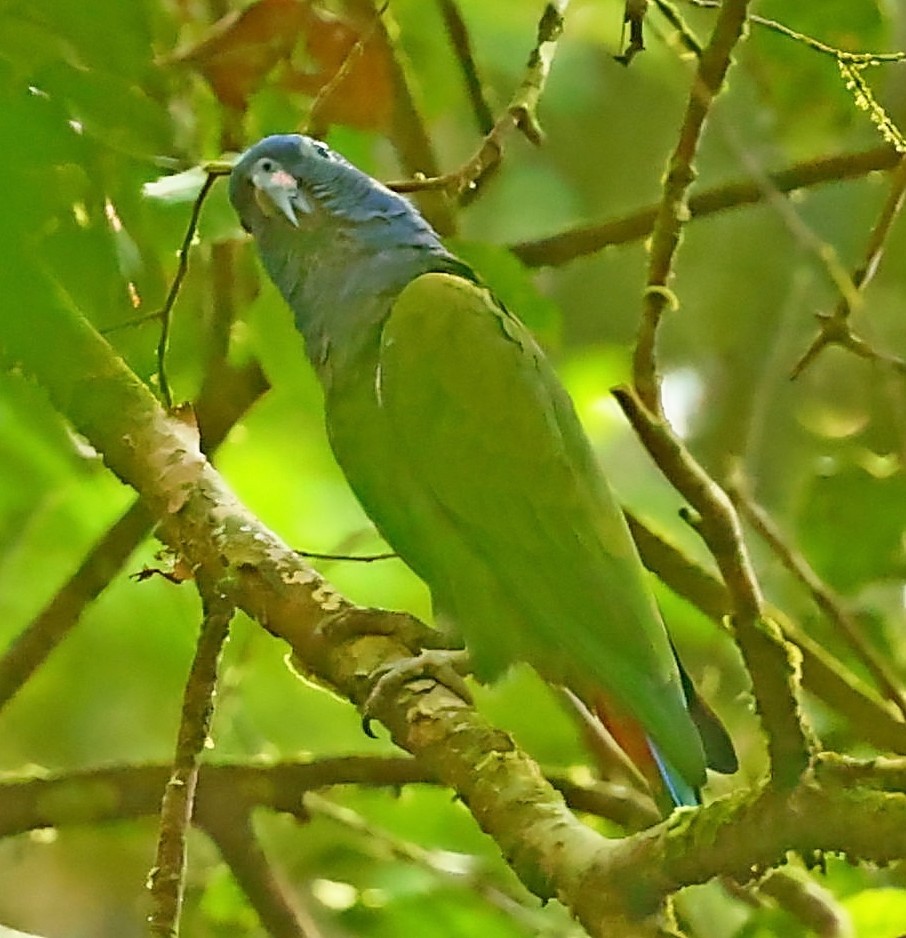 Blue-headed Parrot - ML403936951
