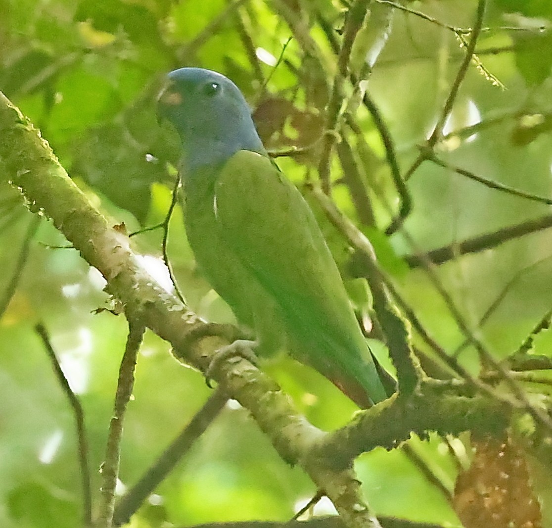 Blue-headed Parrot - ML403936961