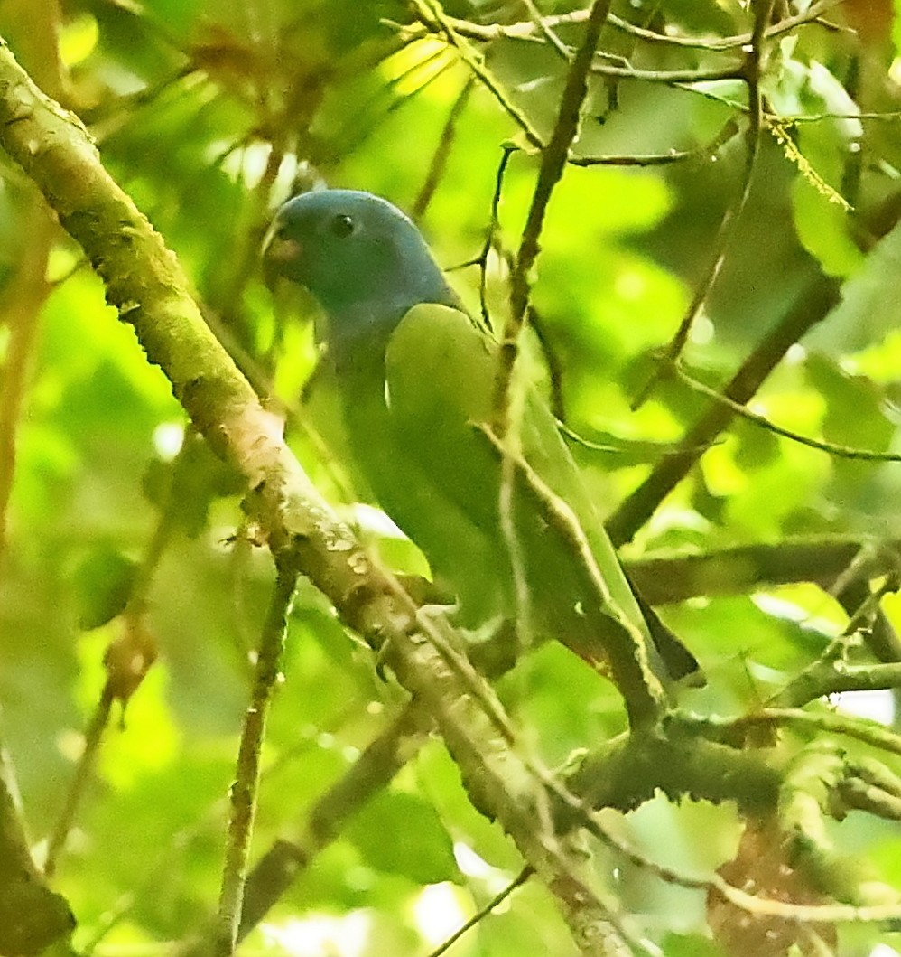 Blue-headed Parrot - ML403936971