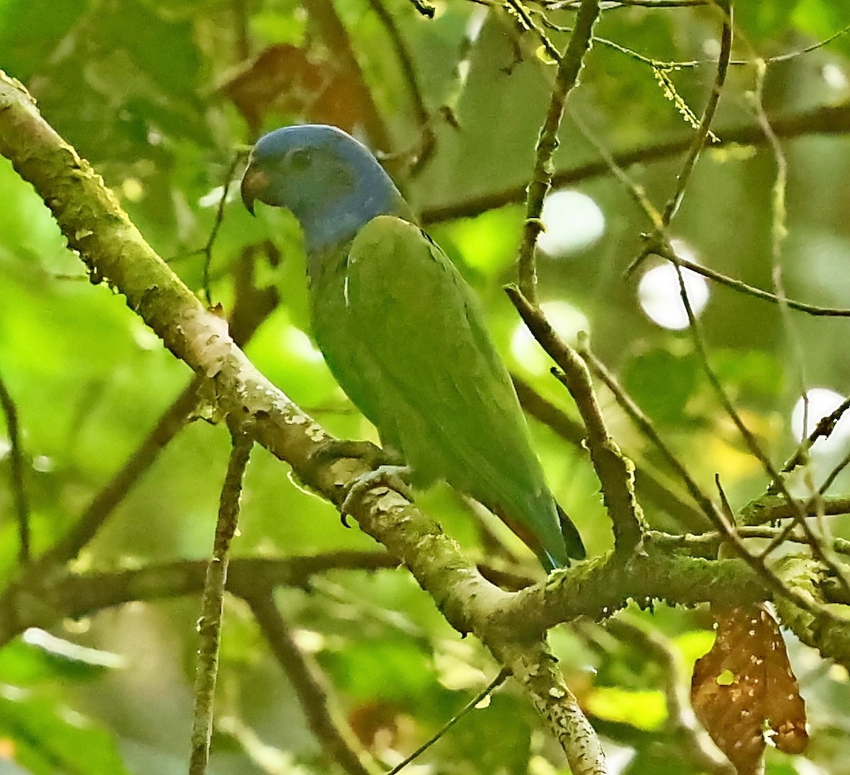 Blue-headed Parrot - ML403936991