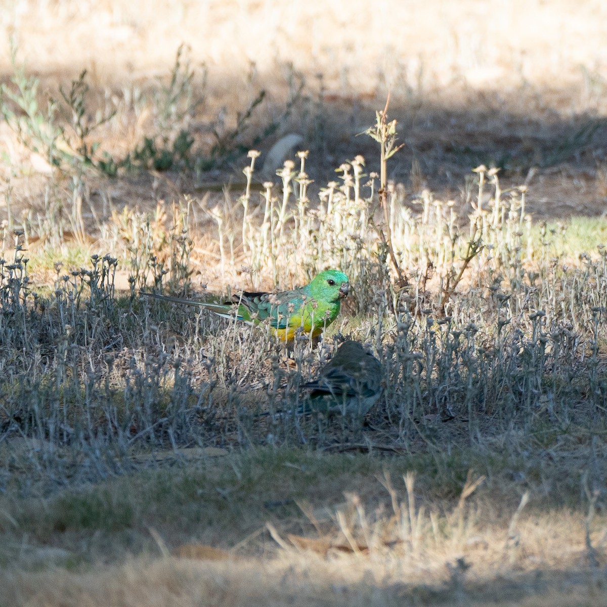 Red-rumped Parrot - ML403938801