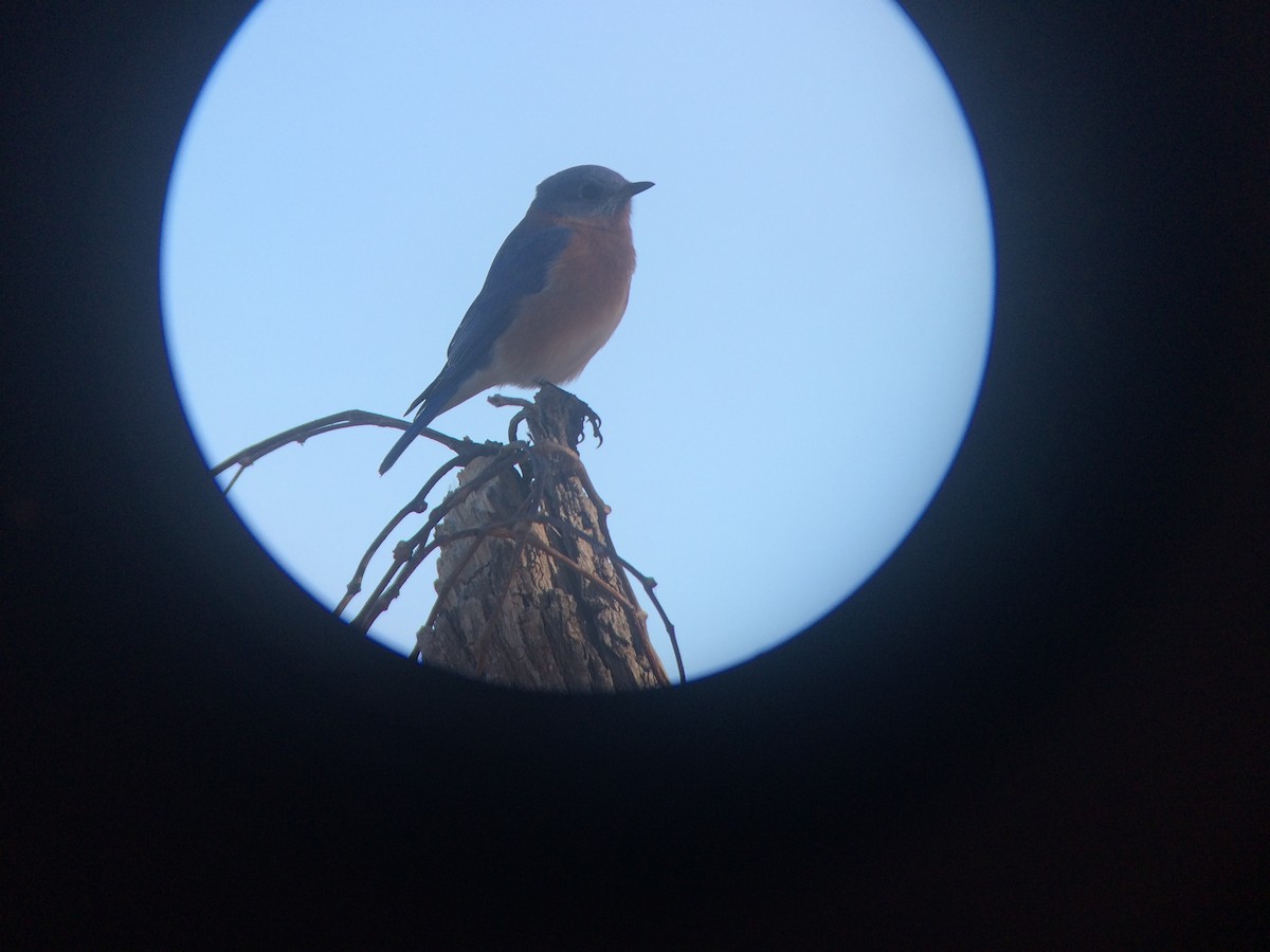 Eastern Bluebird - ML40393891