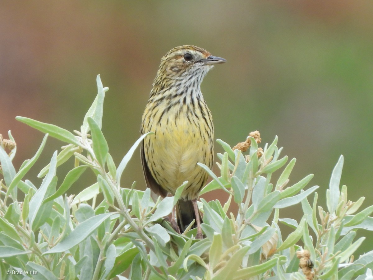 Striated Fieldwren - ML403938991