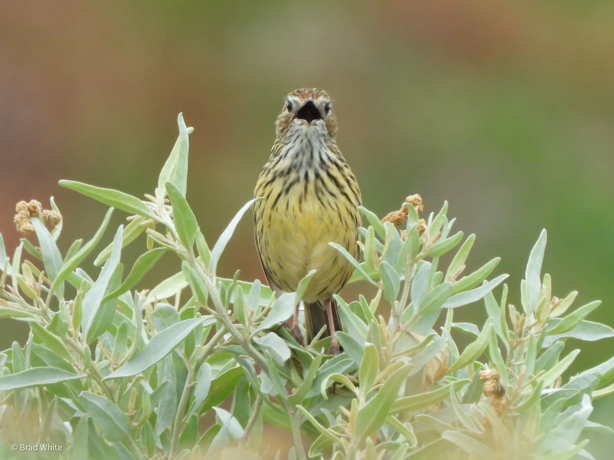 Striated Fieldwren - ML403939001
