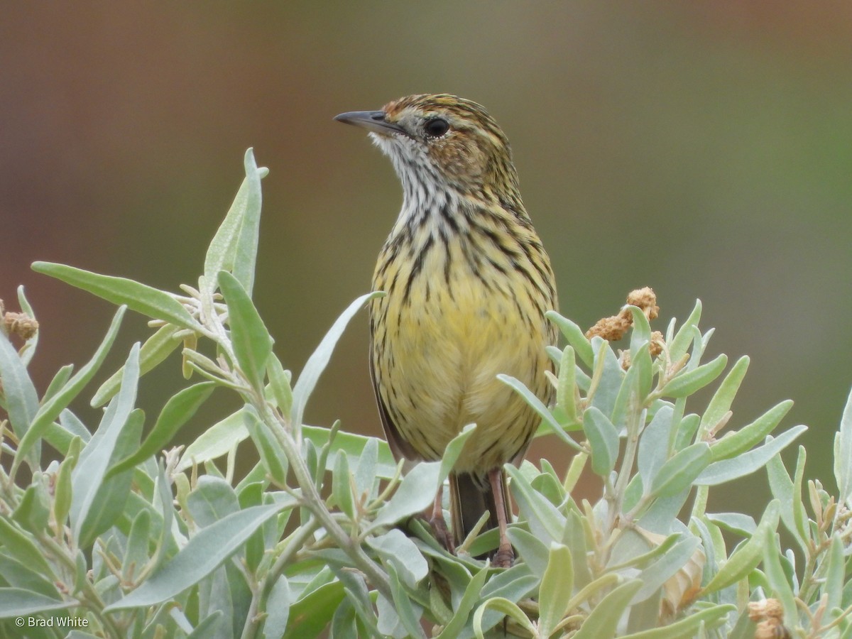 Striated Fieldwren - ML403939011