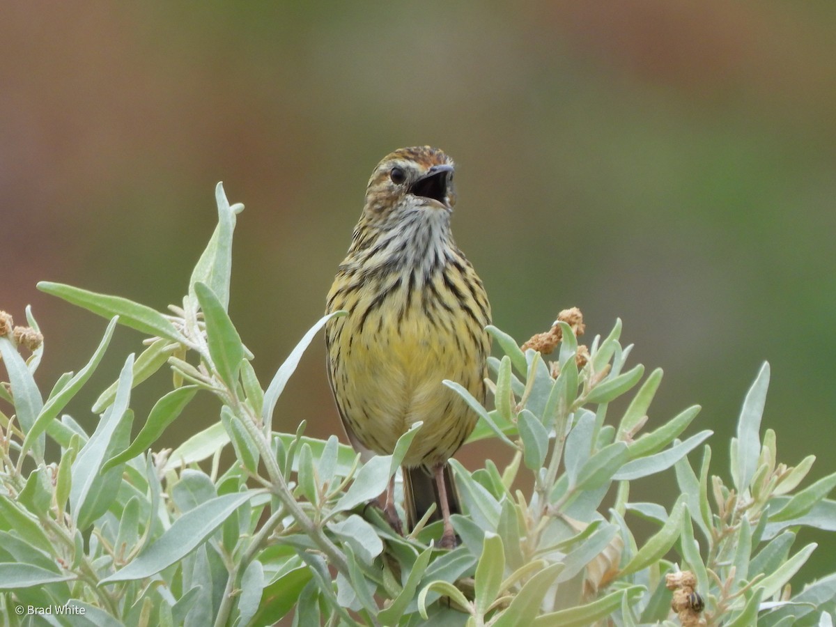 Striated Fieldwren - ML403939031