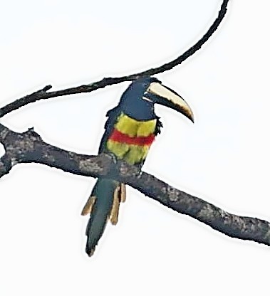 Black-necked Aracari - ML403939251