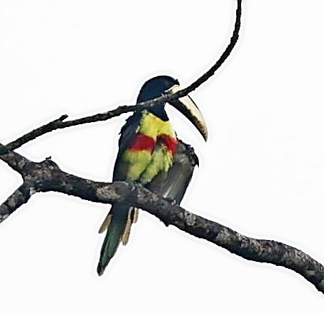 Black-necked Aracari - ML403939261