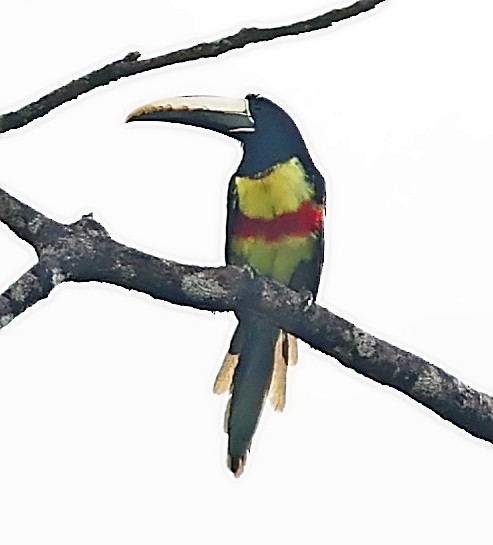 Black-necked Aracari - ML403939271