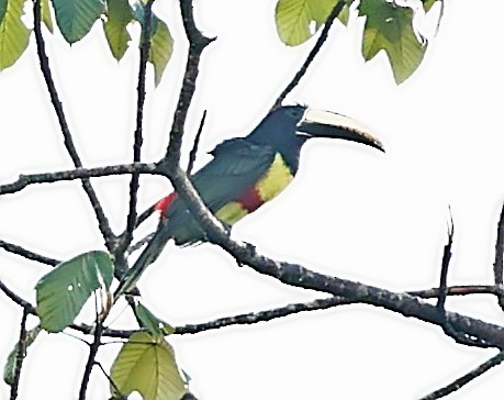 Black-necked Aracari - ML403939281