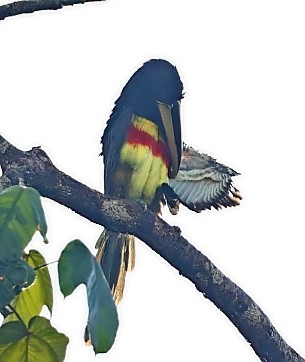 Black-necked Aracari - ML403939291