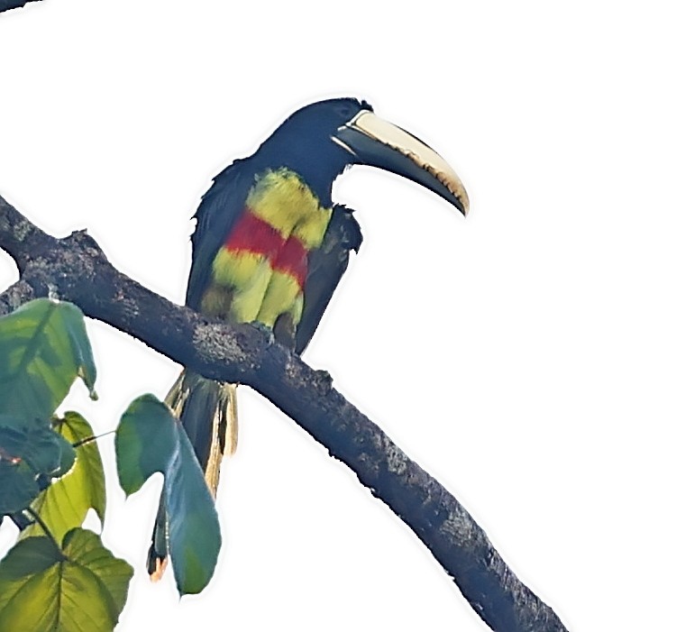 Black-necked Aracari - ML403939301