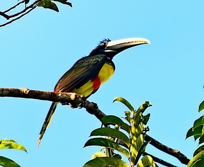 Black-necked Aracari - ML403939311