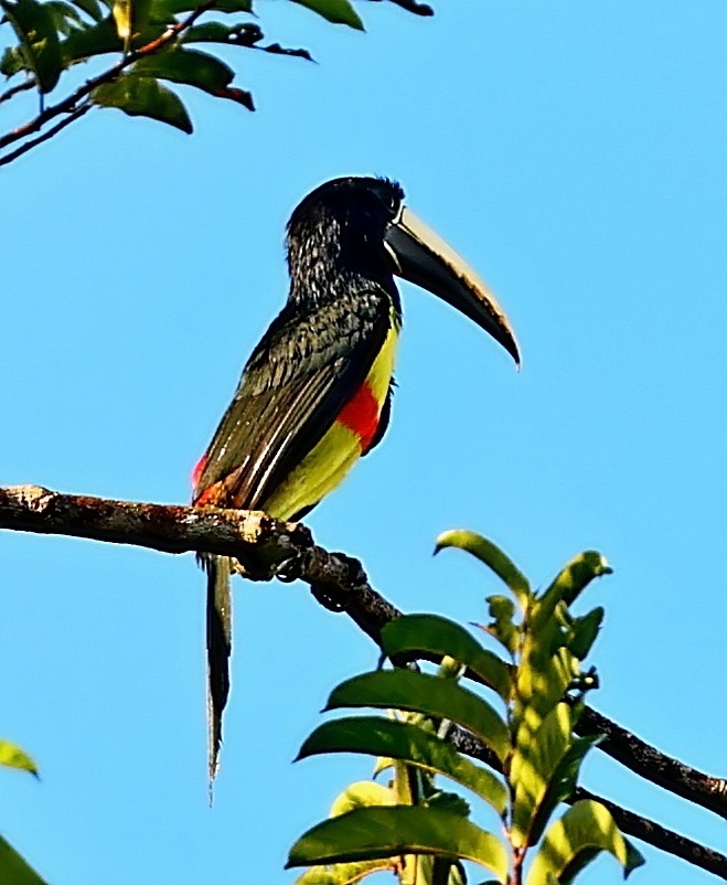 Black-necked Aracari - ML403939321