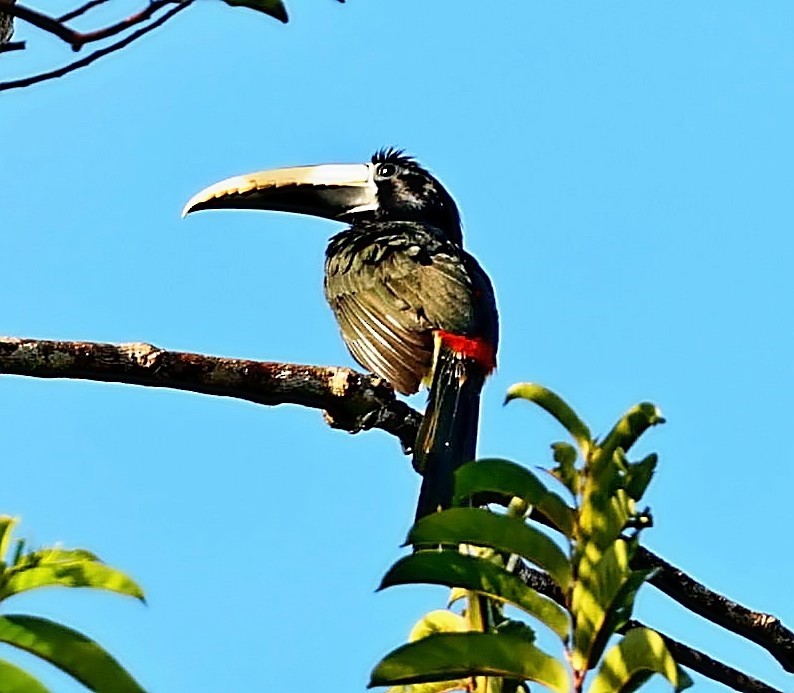 Black-necked Aracari - ML403939331