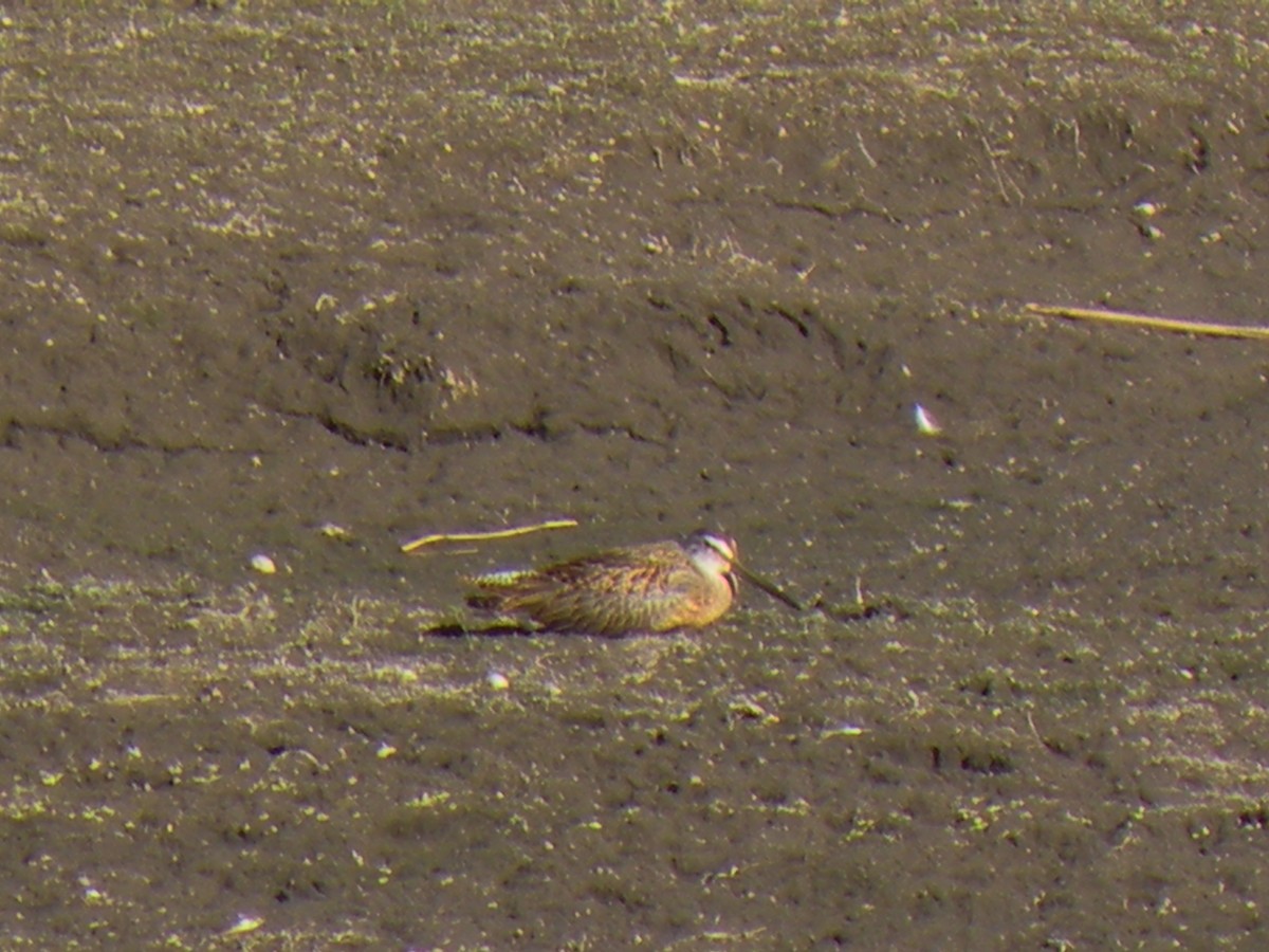 Short-billed Dowitcher - ML40394041