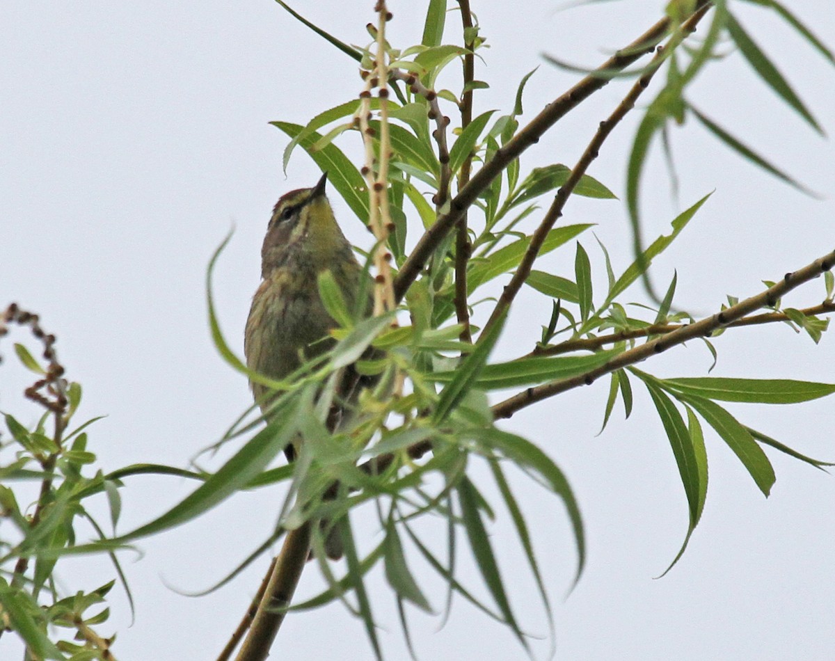 lesňáček bažinný (ssp. palmarum) - ML40394271