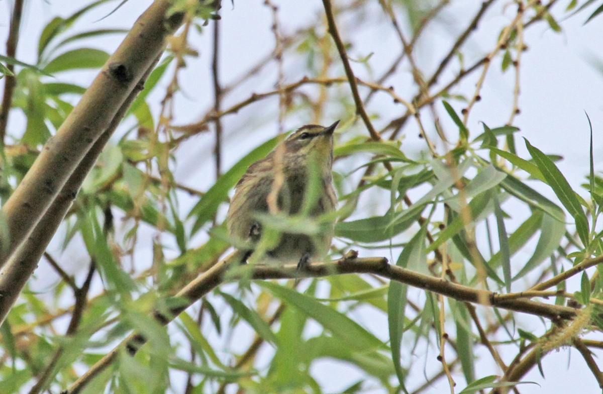 lesňáček bažinný (ssp. palmarum) - ML40394301