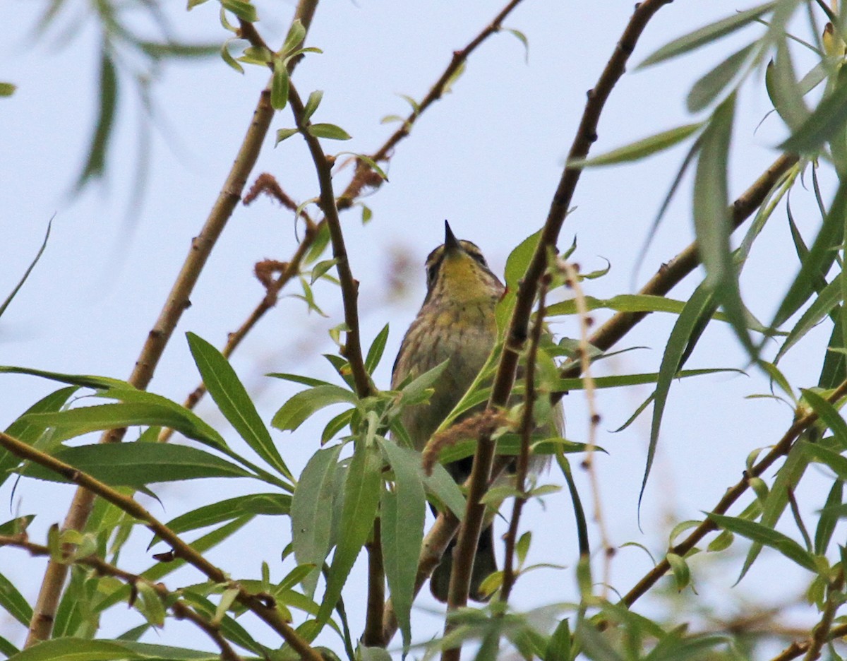 lesňáček bažinný (ssp. palmarum) - ML40394331