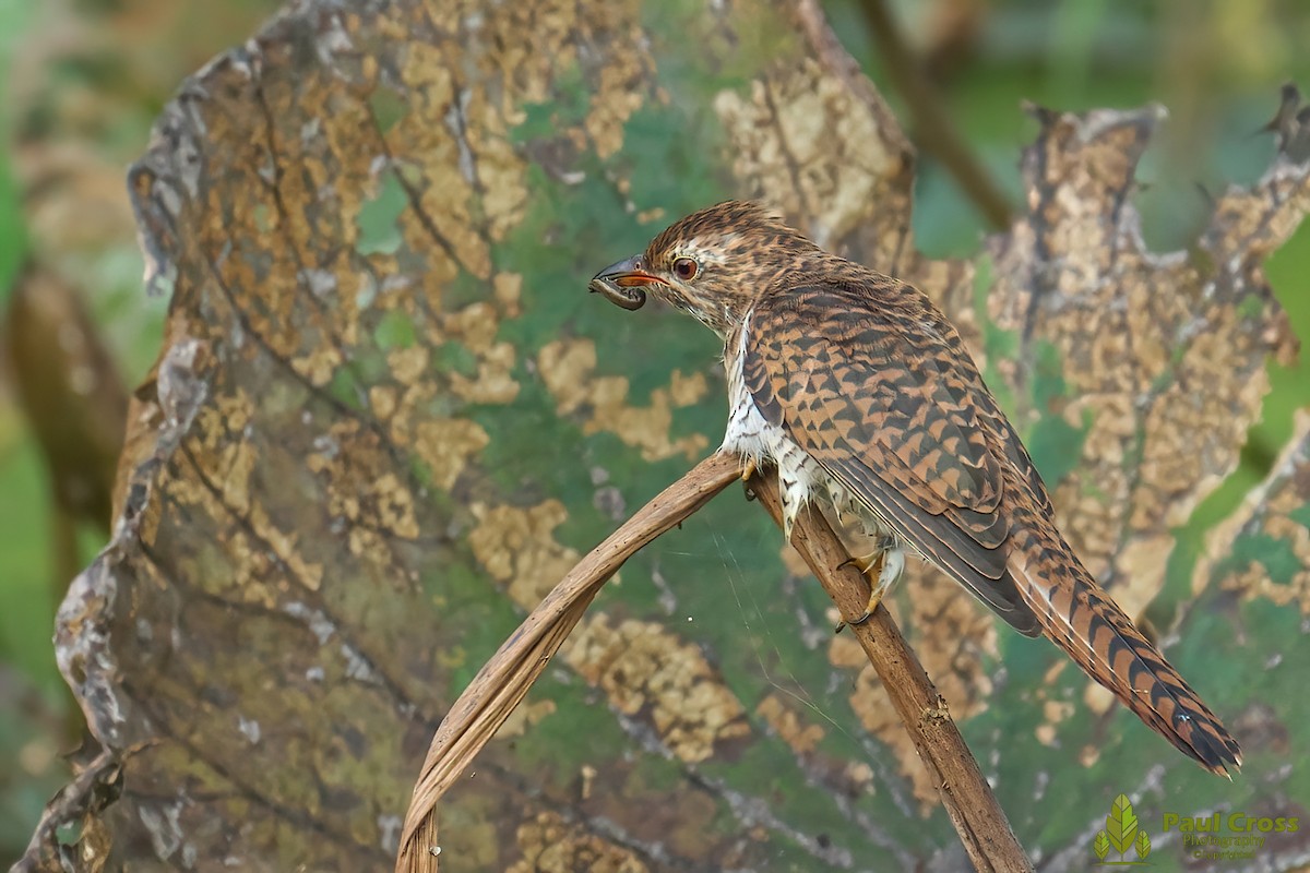 Plaintive Cuckoo - ML403945961