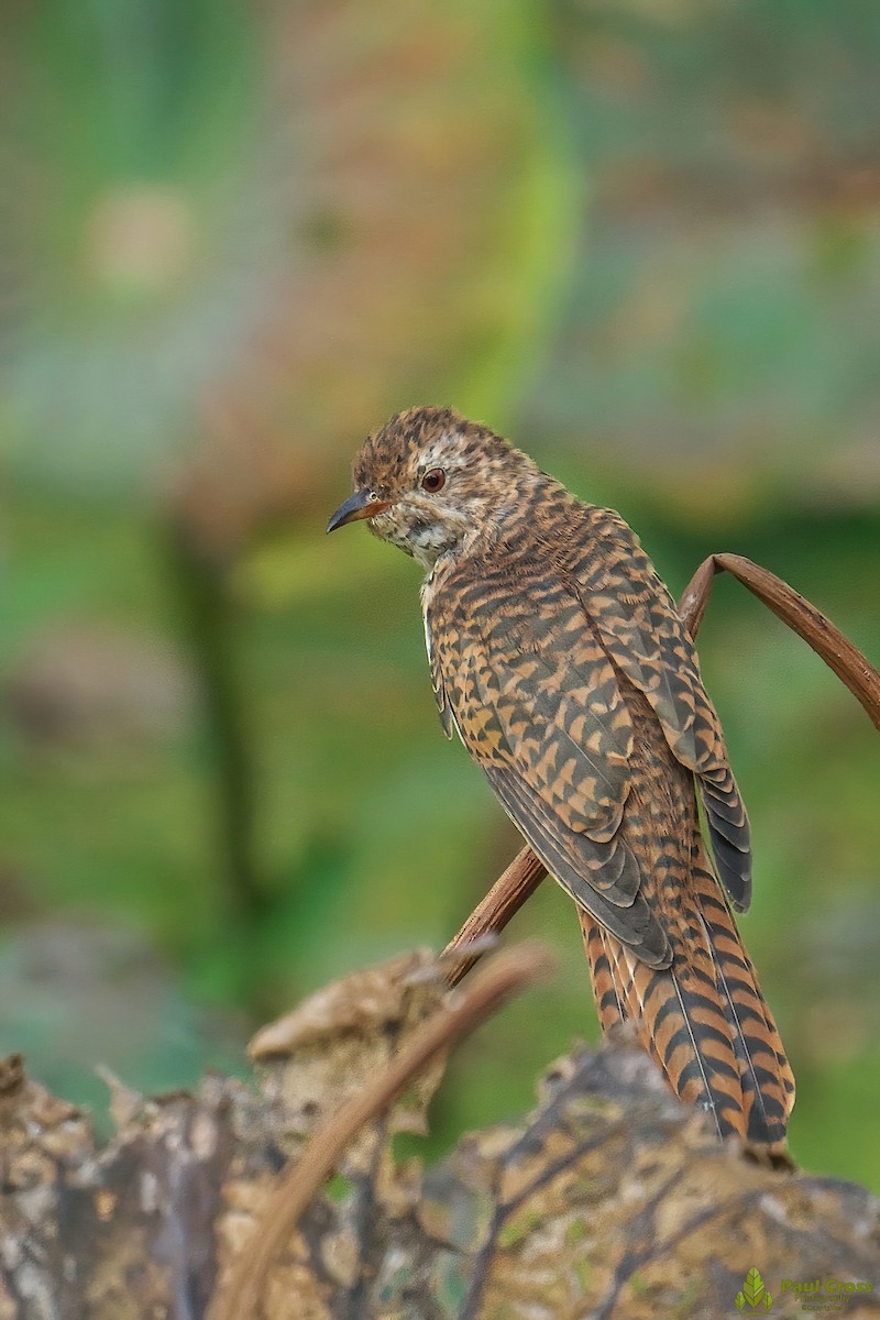 Plaintive Cuckoo - ML403945971