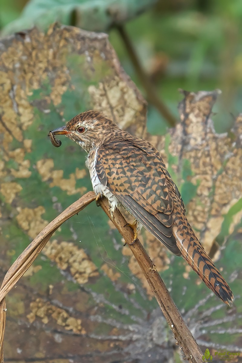 Plaintive Cuckoo - ML403945981