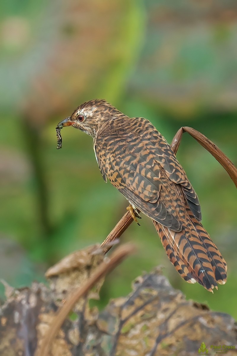 Plaintive Cuckoo - ML403945991