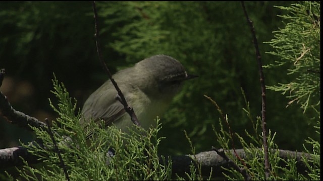 Philadelphia Vireo - ML403947