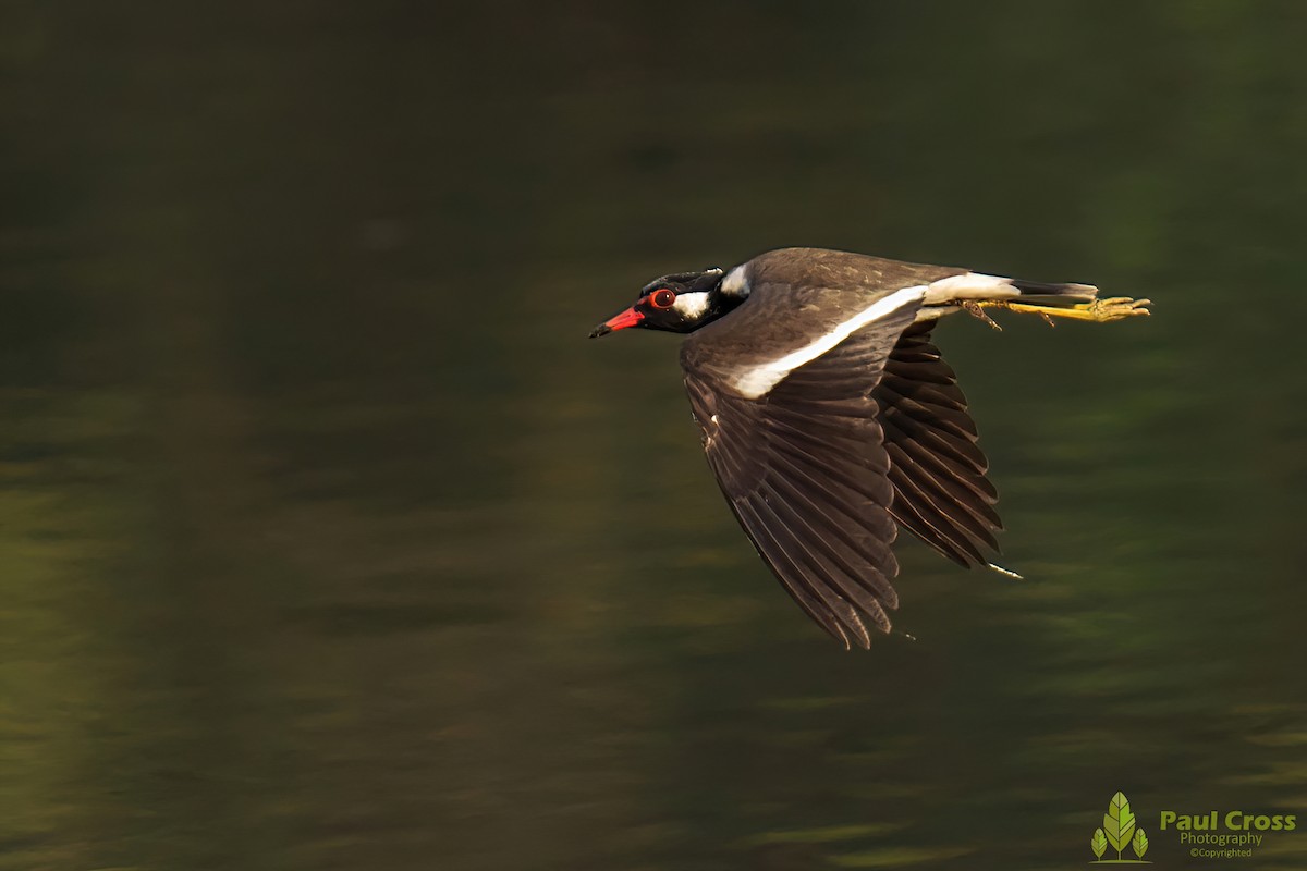 Red-wattled Lapwing - ML403949481