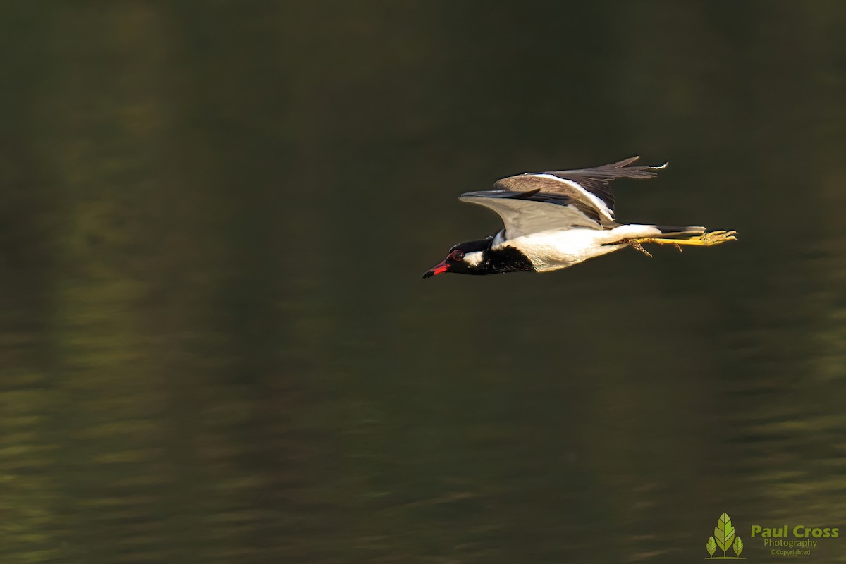 Red-wattled Lapwing - Paul Cross