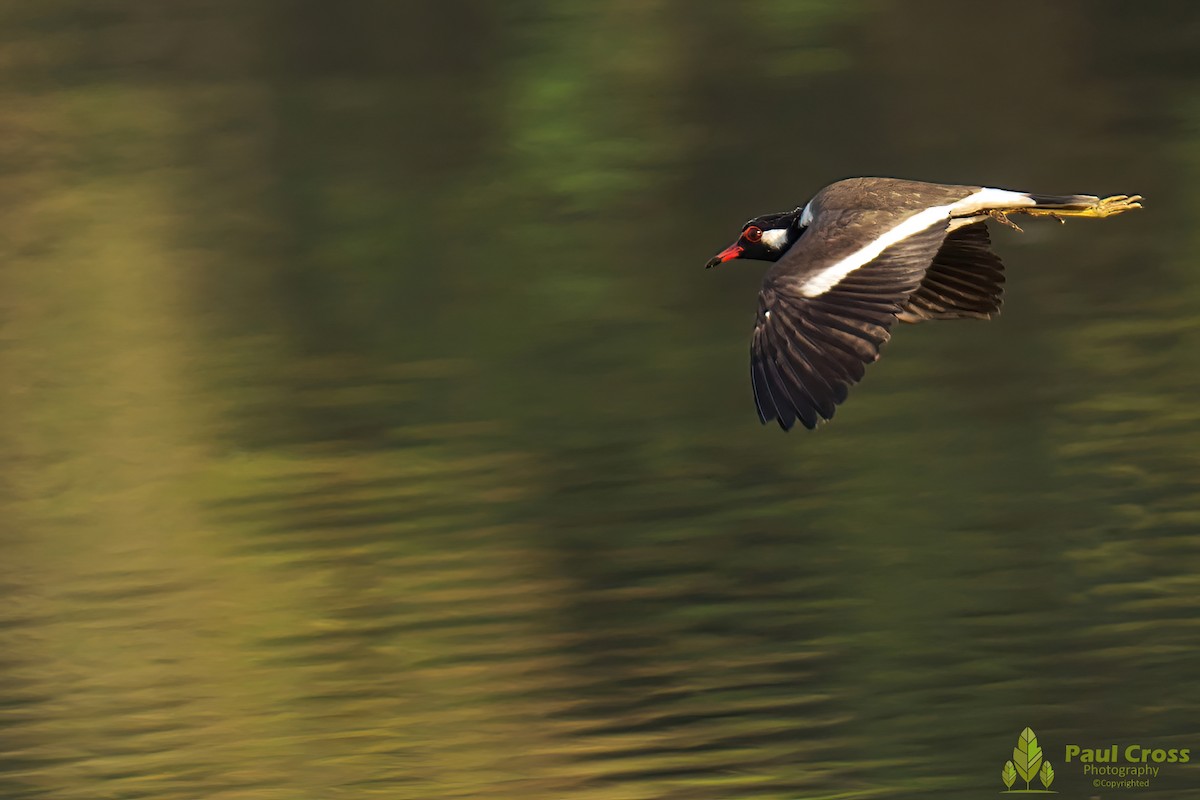 Red-wattled Lapwing - ML403949501