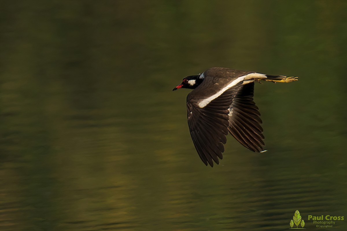 Red-wattled Lapwing - Paul Cross