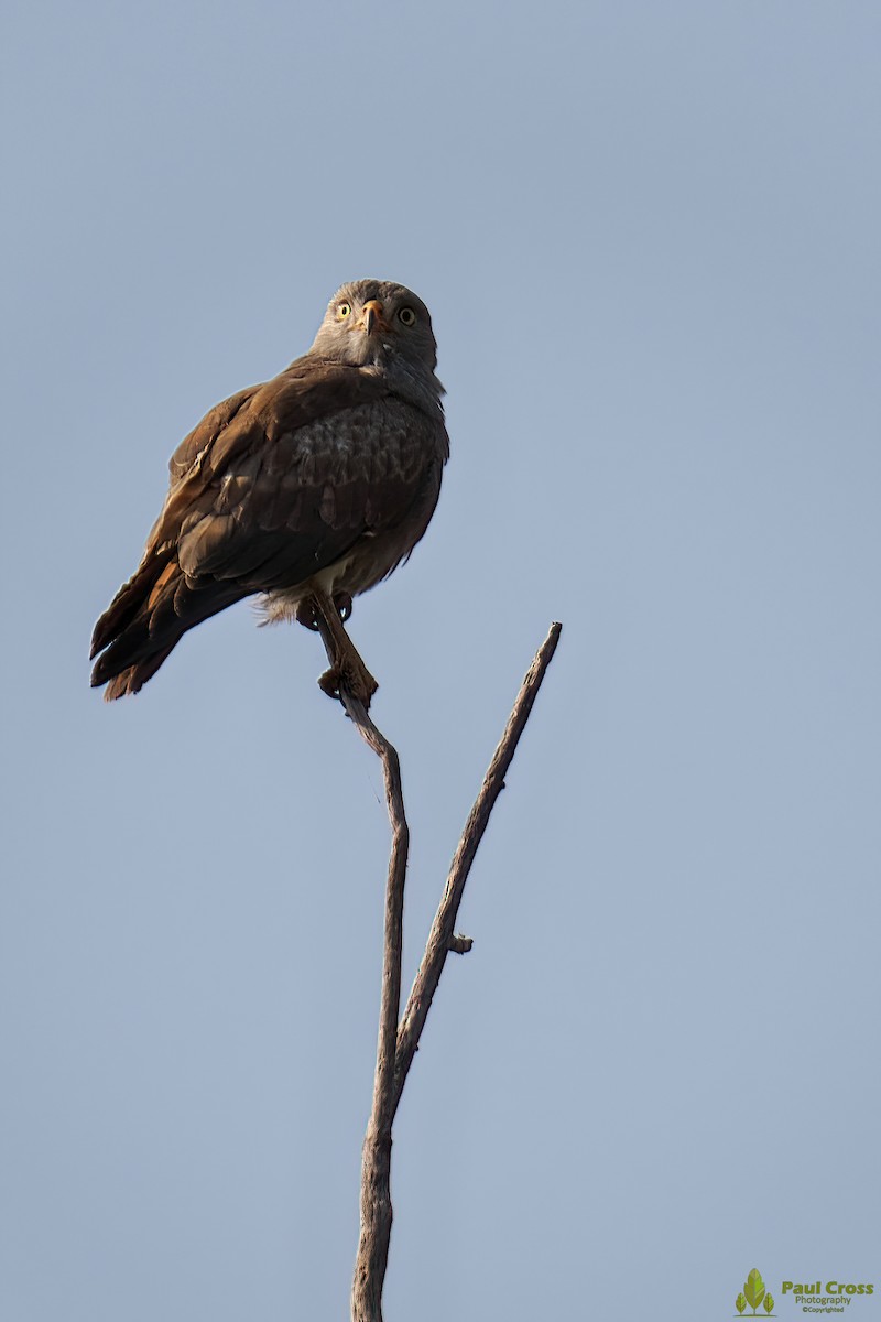 Rufous-winged Buzzard - Paul Cross