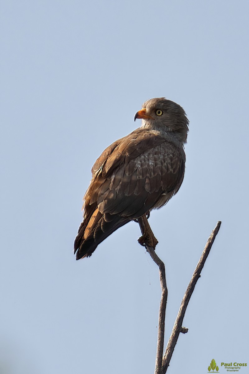 Rufous-winged Buzzard - ML403949691