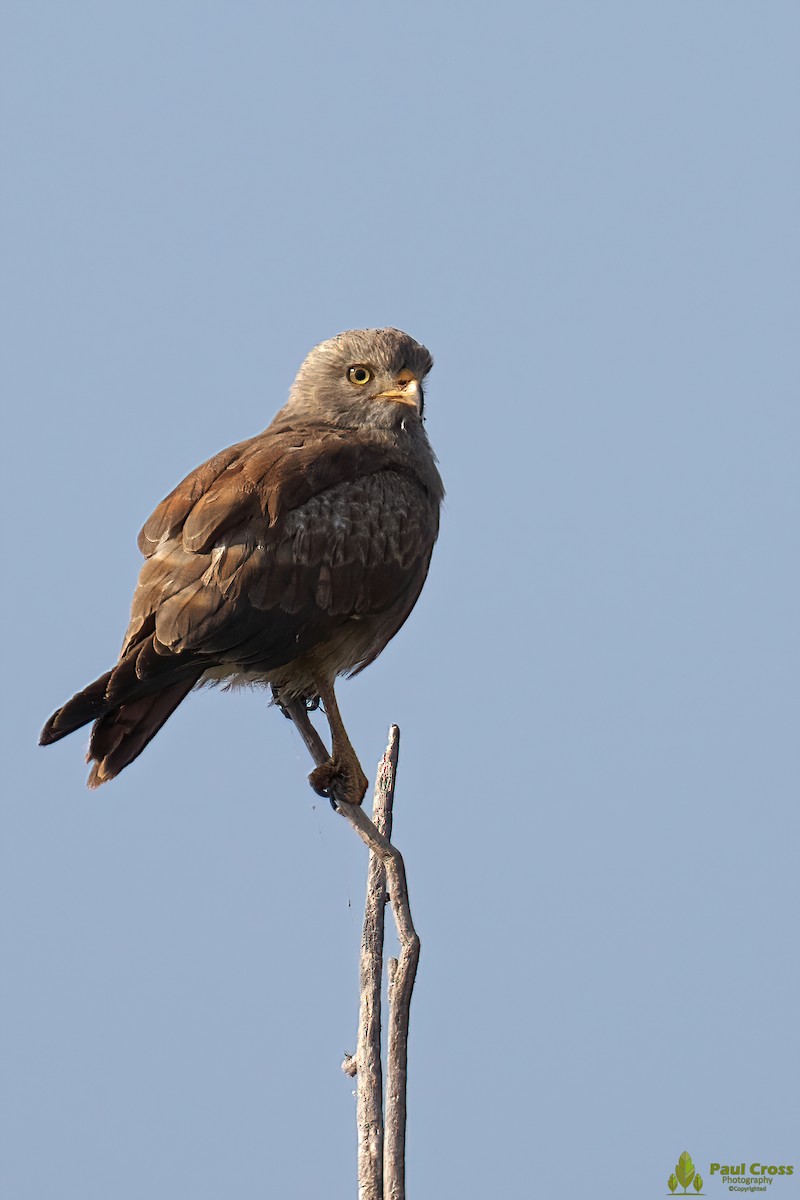 Rufous-winged Buzzard - Paul Cross