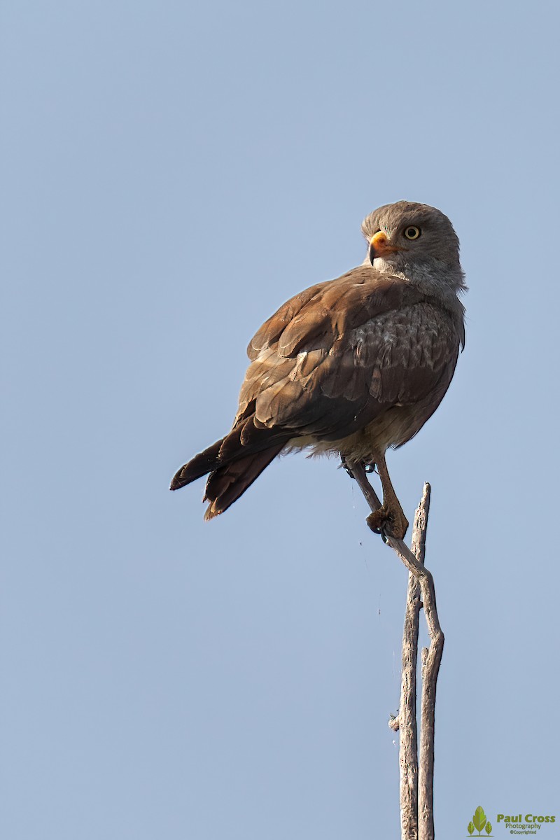 Rufous-winged Buzzard - Paul Cross