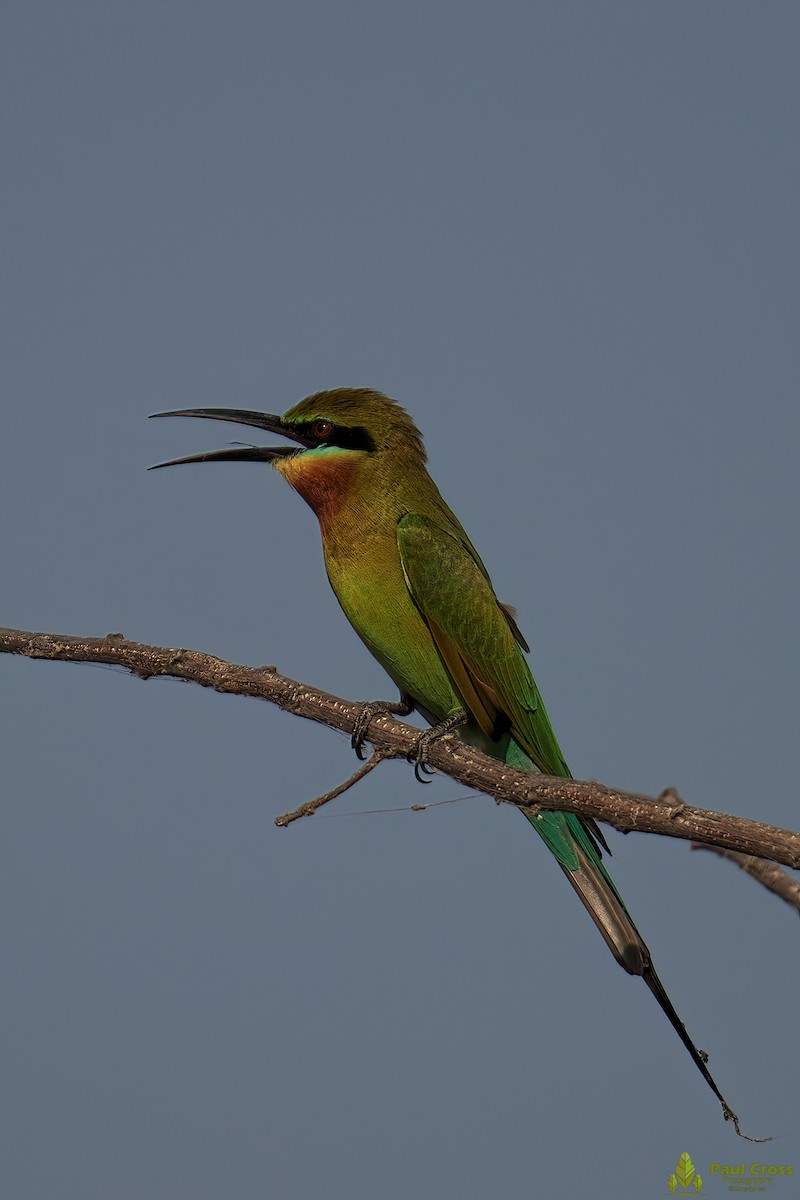 Blue-tailed Bee-eater - ML403949801