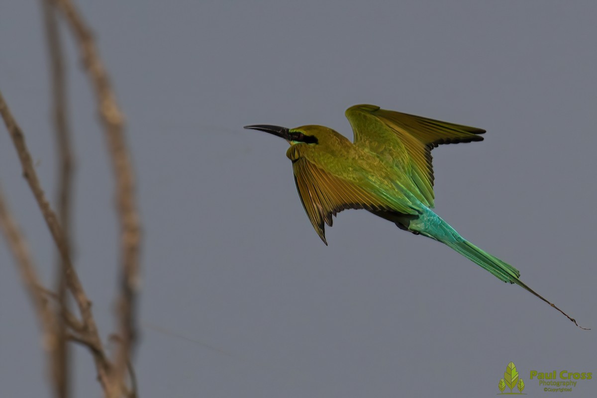 Blue-tailed Bee-eater - ML403949811