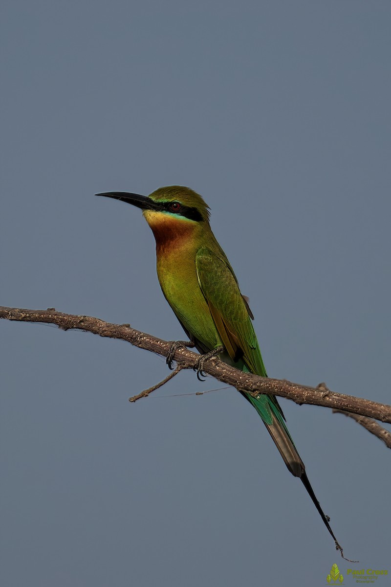 Blue-tailed Bee-eater - ML403949821